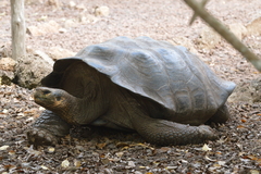 Chelonoidis niger chathamensis