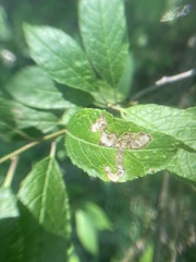 Liriomyza carphephori