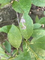 Liriomyza carphephori