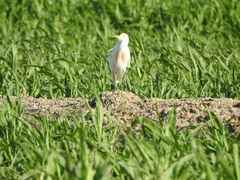 Bubulcus ibis
