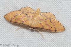 Idaea rhodogrammaria