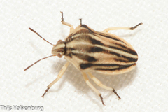 Tholagmus strigatus