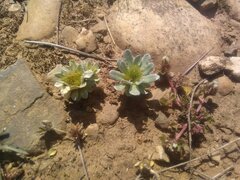 Filago pygmaea pygmaea