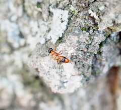 Gelis melanocephalus