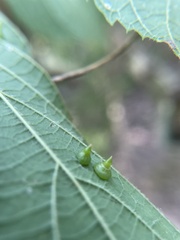 Celticecis spiniformis