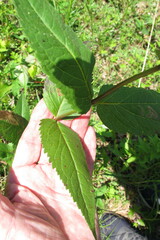 Eupatorium godfreyanum