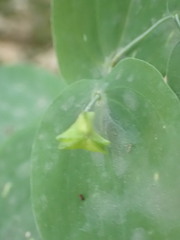Uvularia perfoliata