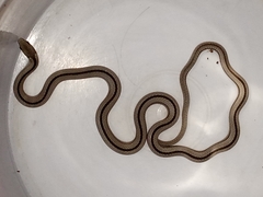 Psomophis genimaculatus