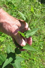 Eupatorium godfreyanum