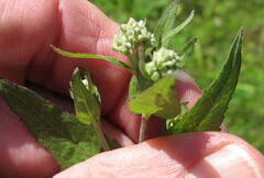 Eupatorium godfreyanum