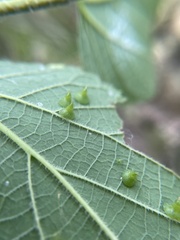 Celticecis spiniformis