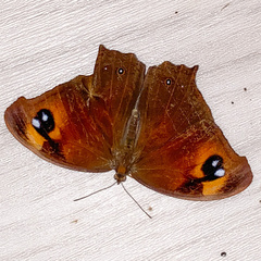 Melanitis leda solandra