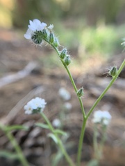 Cryptantha incana