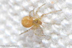 Paidiscura