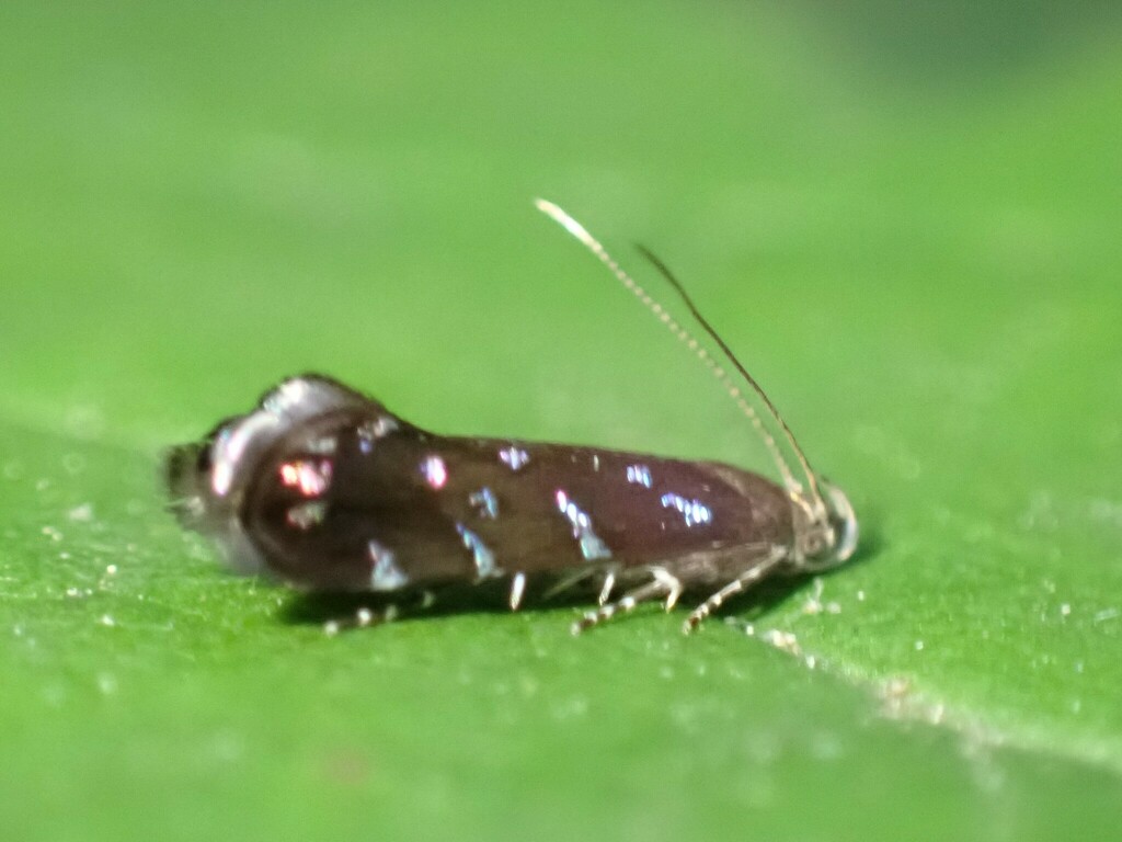 Strobisia iridipennella