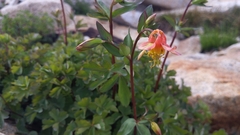 Aquilegia pubescens