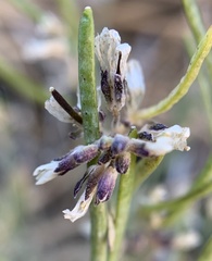 Boechera evadens