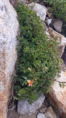Aquilegia pubescens