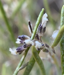 Boechera evadens