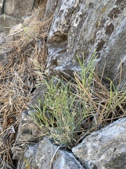 Boechera evadens