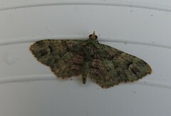 Pasiphila semochlora