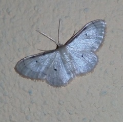 Idaea politaria