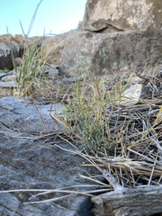 Boechera evadens