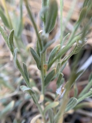 Boechera evadens