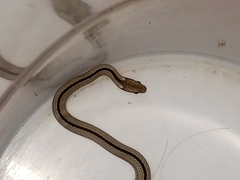 Psomophis genimaculatus