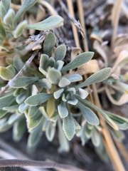 Boechera evadens