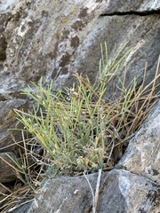 Boechera evadens