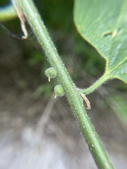 Celticecis celtiphyllia