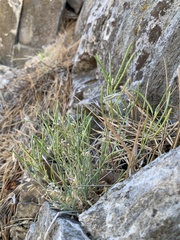 Boechera evadens
