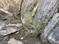 Boechera evadens