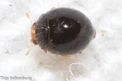 Sticholotidinae