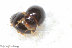 Sticholotidinae