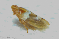 Tettigometra