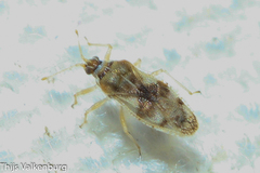 Monosteira unicostata