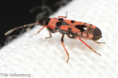 Horvathiolus guttatus