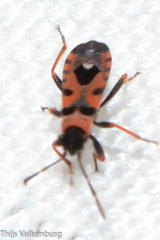 Horvathiolus guttatus