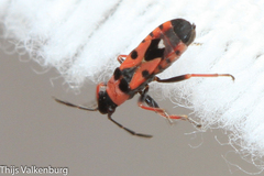 Horvathiolus guttatus