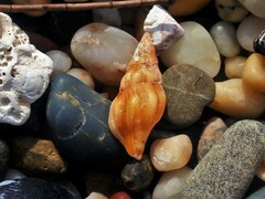 Nodopelagia brazieri