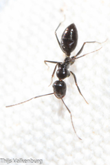 Camponotus foreli