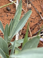 Penstemon angustifolius caudatus