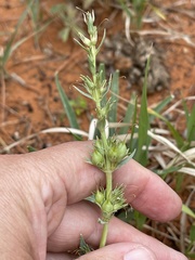 Penstemon angustifolius caudatus