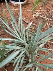 Penstemon angustifolius caudatus