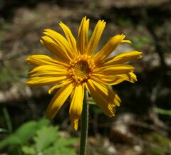 Arnica montana