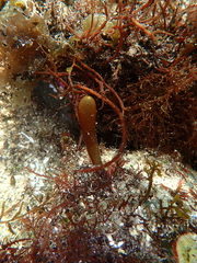 Halosaccion glandiforme