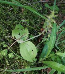 Neottia ovata