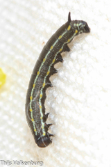 Hyles livornica